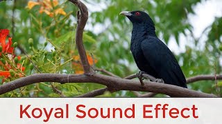 Cuckoo BirdKoyalSingingBirdsJungleForestThink Sound Effect [upl. by Okiek296]