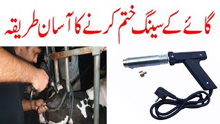 Dehorning in calfs II how to use Electric dehorner [upl. by Aihsinyt236]