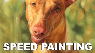 SPEED PAINTING Time lapse video Pastel Pet Portrait by Katja Turnsek Pharaoh Hound Dog [upl. by Oinegue]