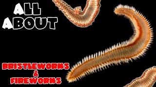 All About Bristle Worms and Fire Worms [upl. by Ahsyad]