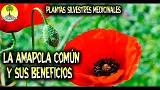 LA AMAPOLA COMÚN Y SUS BENEFICIOS  PLANTAS SILVESTRES MEDICINALES [upl. by Rehpoitsirhc577]