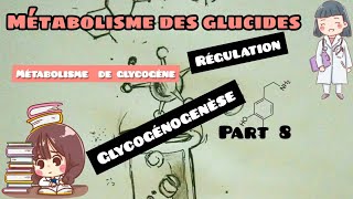 métabolisme des glucides  glycogénogenèse régulation du métabolisme du glycogène part 8 [upl. by Ignacia]