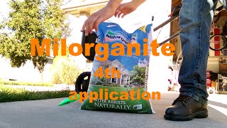 Milorganite 4th Application amp How To Apply [upl. by Nwahsyd484]