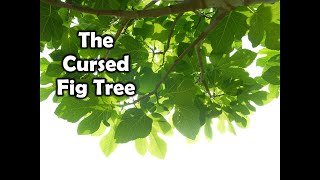 THE CURSED FIG TREE [upl. by Bergmann]