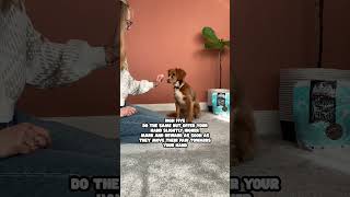 How to Give Paw amp High 5 with Louise amp Ivy  Skippers Pet Products dogtrainingtreats dogtraining [upl. by Aneehsat]