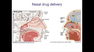 Design of mucoadhesive and mucuspenetrating nanoparticles for nosetobrain drug delivery [upl. by Judye]