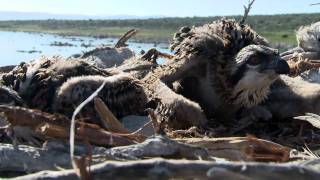 Mono Lake Film  Promo 2 [upl. by Elwee531]