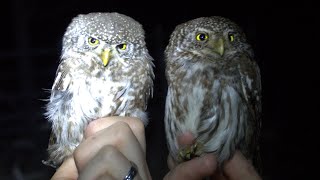 Kulíšek nejmenší Glaucidium passerinum Eurasian pygmy owl Sperlingskauz Воробьиный сыч [upl. by Terzas270]