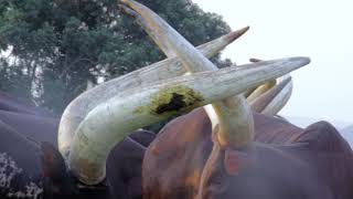 ANKOLE LONG HORNED CATTLE  EKYEVUGO [upl. by Anoit]