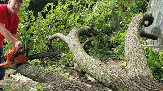 High winds take out a tree Storm cleanup [upl. by Are]