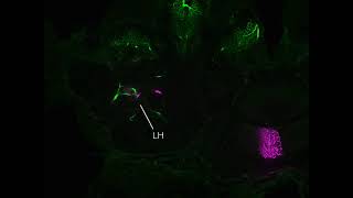 Double labelling of Type1CG and MLONt [upl. by Hultin]