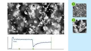 Crystallization Mechanisms Particle Flocculation crystallization [upl. by Lazes]