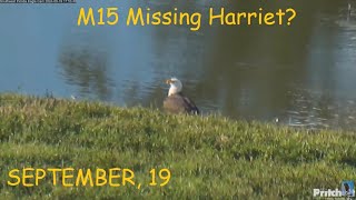 SWFL Eagles  M15 Missing Harriet M15 amp F23 Pond amp Nest Visit ❤️ [upl. by Congdon]