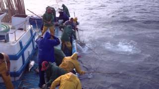 Pesca com Salto e Vara no Açores Barco Flor do Pico sob o comando de Mestre Amâncio [upl. by Benedetta450]