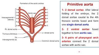 Development pharyngeal arch arteries  development aortic arch Foetal circulation [upl. by Yorgerg]