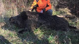 Battue aux sangliers  Gros Sanglier de 144kg [upl. by Eineeuq620]