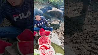 Pig Farming Tips Feeding Pigs with Watermelonfarming cute videoshort satisfying funny video [upl. by Dlawso]