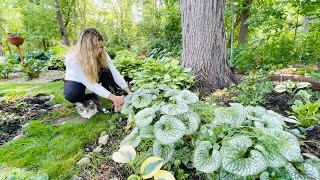 Trimming Brunnera Fixing amp Splitting Hakonechloa All Gold Grass Planting Impatiens Max Outside🐱 [upl. by Podvin153]