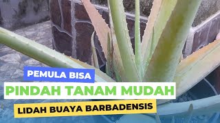 CARA PINDAH TANAM LIDAH BUAYA BARBADENSIS [upl. by Ittak]