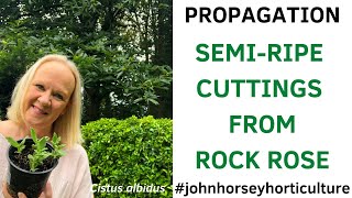 HOW TO TAKE SEMIRIPE CUTTINGS FROM CISTUS  PROPAGATING ROCK ROSE [upl. by Euqinahc]