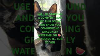 GRADUALLY WATERMELON 🍉 like sub edit meme memes fyp watermelon funny cat [upl. by Burkley]