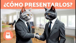 Cómo PRESENTAR a DOS GATOS correctamente 🐱🐱✅ 7 Pasos para Conseguir una Buena Convivencia [upl. by Ecirad]