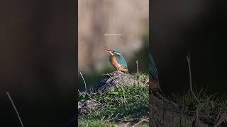 Colorful Kingfisher Sitting Peacefully kingfisher bird nature wildlife peaceful lovely HA97939 [upl. by Ahron789]