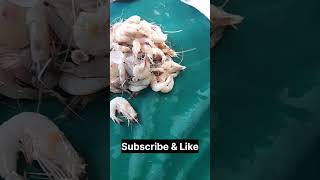 Fresh Fishes amp Prawns from Liaquat Market  Malir Kala Board [upl. by Toland]