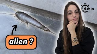 4 minutes pour comprendre le POISSON DARGENT [upl. by Nnaecarg]