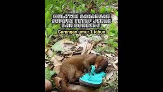 Bikin garangan jinak dan bonding ‼️ garanganjinak linsang musang lasun moongoose garangan [upl. by Aysab192]