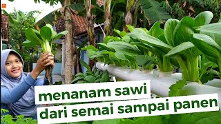 Sawi hidroponik dari semai sampai panen  tutorial Hidroponik pemula [upl. by Quillon]