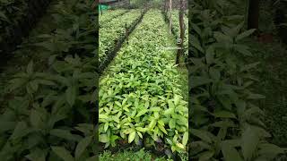 ನಮ್ಮಲ್ಲಿ ಜೈ ಕಾಯಿ ಗಿಡ ದೊರೆಯುತ್ತದೆ nutmeg plants available please contact 9019060232 [upl. by Greabe691]