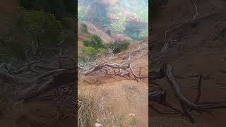 Waimea Canyon is a Must See kauai amazing beautiful hawaii waimea canyon fyp [upl. by Bedad]