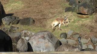 エミューとアカカンガルー よこはま動物園ズーラシア 2017年11月23日 [upl. by Matthews]