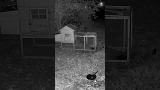 Raccoon opens locks and attacks chicken in coop 🦝 wildlife ringcamera chicken security [upl. by Chi662]