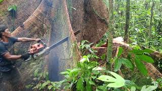 proses tebang kayu Katapang batu di rawaquot [upl. by Seften]