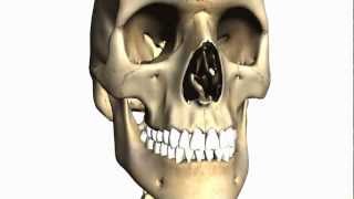 Foramina of the Skull and Cranial Fossae  Anatomy Tutorial PART 1 [upl. by Cooperman]