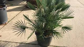 Chamaerops humilis ‘Cerifera’ [upl. by Blakeley]