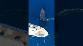 Slow motion Ham back Whale bich Watchwhale factsinhindi video shorts whale [upl. by Nike]