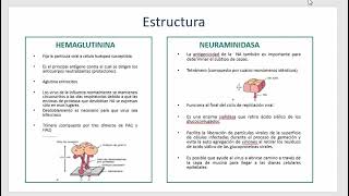 Virus de la Influenza [upl. by Leehar]