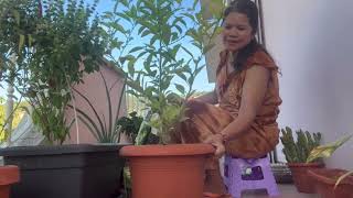 Gardening w Mrs Kalakbay Replanting [upl. by Arlee31]