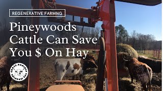 Pineywoods Cattle can Save you Money on Hay [upl. by Ardnat]