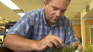 Tall Fescue Identification [upl. by Znerol]