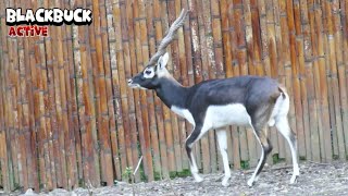 Blackbuck Having Some Mobility [upl. by Arjun]