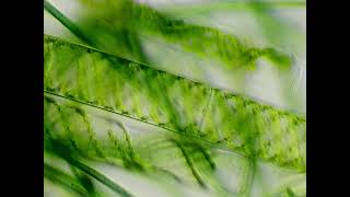 Spirogyra and cyanobacteria under the microscope [upl. by Simone977]