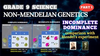 NONMENDELIAN GENETICS INCOMPLETE DOMINANCE  GRADE 9 SCIENCE  BIOLOGY [upl. by Tenay410]