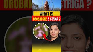 What Is Orobanche amp Striga  NEET Concept neetbiology neet2025 riturattewal orobanche striga [upl. by Kiker535]