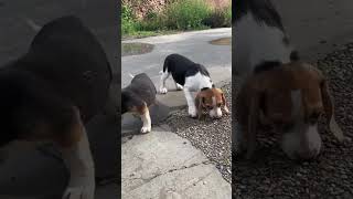 Beagle Puppies in Action Watch Their Playful Antics [upl. by Normalie]