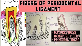 FIBERS OF PERIODONTAL LIGAMENT  PRINCIPAL AND OTHER FIBERS  made easy [upl. by Paloma]