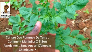 Culture Des Pommes De Terre  Comment Multiplier X 5 Ton Rendement Sans Apport Dengrais Chimiques [upl. by Ekaj]